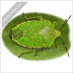 Green Stink Bug stock art drawing