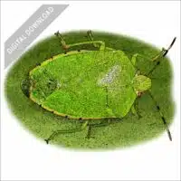 Green Stink Bug stock art drawing