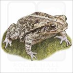 Gulf Coast Toad illustration