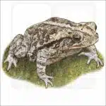 Gulf Coast Toad illustration
