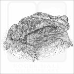 Gulf Coast Toad black and white drawing