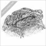 Gulf Coast Toad black and white stock drawing