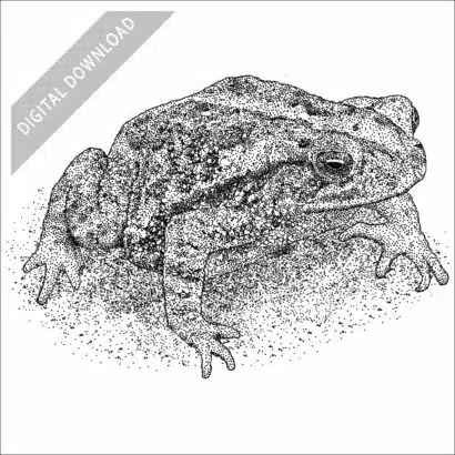 Gulf Coast Toad black and white stock drawing