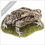 Gulf Coast Toad stock art drawing