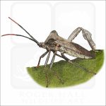 Giant Leaf-Footed Bug illustration