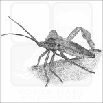 Giant Leaf-Footed Bug black and white drawing