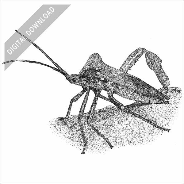Giant Leaf-Footed Bug black and white stock drawing