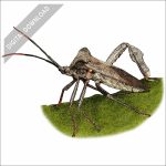 Giant Leaf-Footed Bug stock art illustration