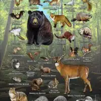 Mammals of Allegheny County, Pennsylvania poster print