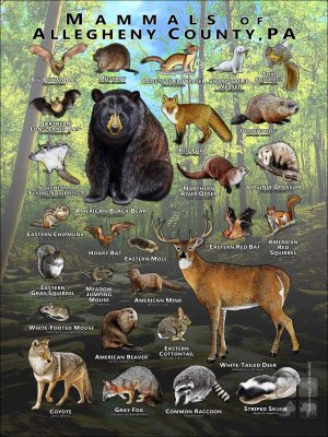 Mammals of Allegheny County, Pennsylvania poster print