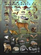 Mammals of Harris County, Texas poster print