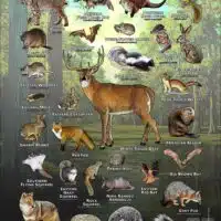 Mammals of Harris County, Texas poster print