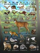 Mammals of Hennepin County, Minnesota poster print