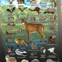 Mammals of Hennepin County, Minnesota poster print