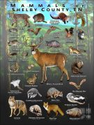 Mammals of Shelby County, Tennessee poster print