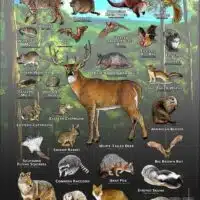 Mammals of Shelby County, Tennessee poster print