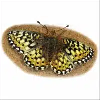 Mormon Fritillary drawing