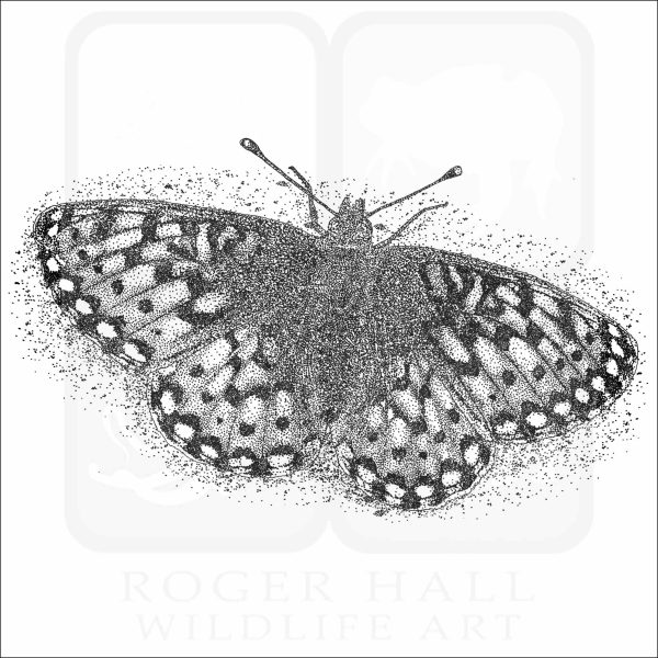 Mormon Fritillary black and white drawing