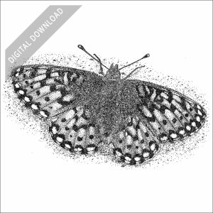 Mormon Fritillary black and white stock art drawing