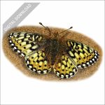 Mormon Fritillary stock art drawing