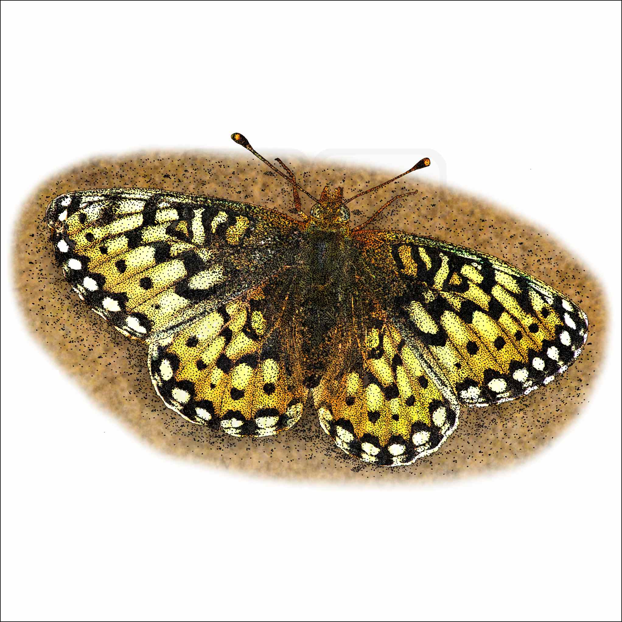 Mormon Fritillary Mormon Fritillary drawing