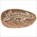 Prairie Earless Lizard illustration