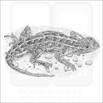 Prairie Earless Lizard black and white drawing