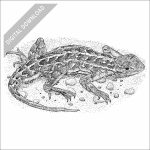 Prairie Earless Lizard black and white stock drawing