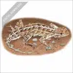 Prairie Earless Lizard stock art drawing