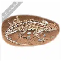 Prairie Earless Lizard stock art drawing