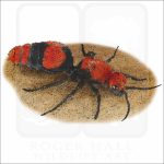 Common Eastern Velvet Ant illustration