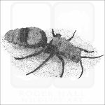 Common Eastern Velvet Ant black and white drawing