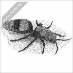 Common Eastern Velvet Ant black and white stock drawing
