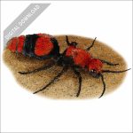 Common Eastern Velvet Ant stock art illustration