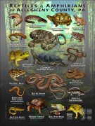 Reptiles & amphibians of Allegheny County, Pennsylvania poster