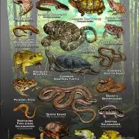 Reptiles & amphibians of Allegheny County, Pennsylvania poster