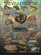 Reptiles & Amphibians of El Paso County, Colorado poster print