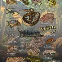 Reptiles & Amphibians of El Paso County, Colorado poster print