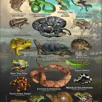 Reptiles & amphibians of Harris County, Texas poster