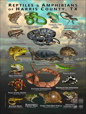 Reptiles & amphibians of Harris County, Texas poster