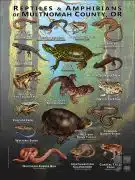 Reptiles & Amphibians of Multnomah County, Oregon poster print
