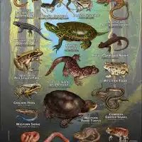 Reptiles & Amphibians of Multnomah County, Oregon poster print