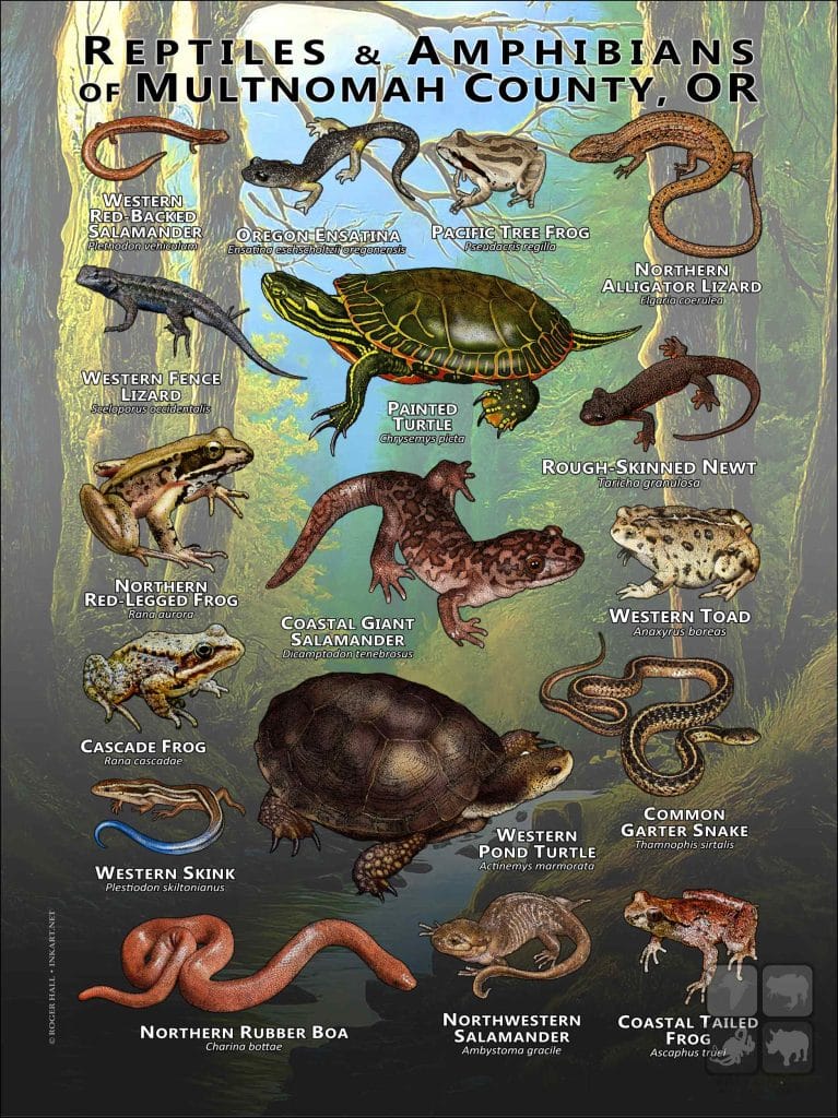 Reptiles & Amphibians of Multnomah County, Oregon Poster Print