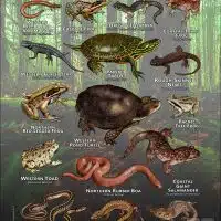 Reptiles & Amphibians of Pierce County, Washington poster print
