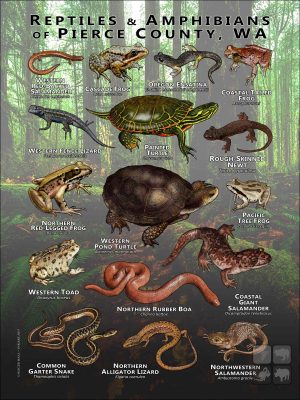 Reptiles & Amphibians of Pierce County, Washington poster print
