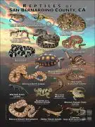 Reptiles of San Bernardino County poster print