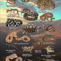 Reptiles of San Bernardino County poster print