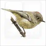 Ruby-Crowned Kinglet illustration