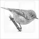 Ruby-Crowned Kinglet black and white drawing