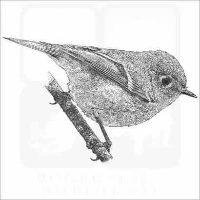 Ruby-Crowned Kinglet black and white drawing